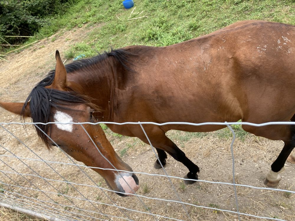 Vendo poldro lusitano