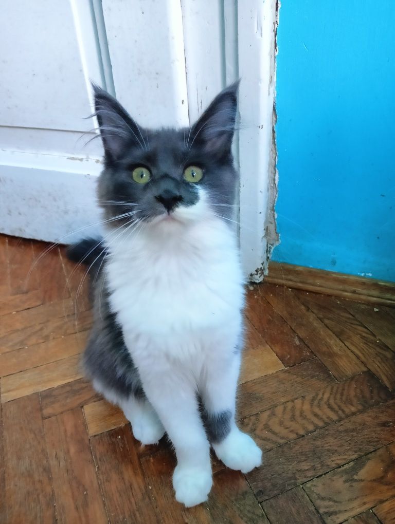 Maine coon niebieska solidka z białym kotka rodowód FPL