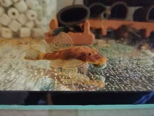 Ancistrus Sp. CALICO tzw LDA 16 zbrojnik glonojad