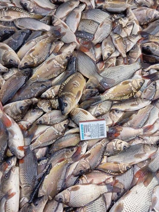 Мальок коропа і товстолоба — двохрічка