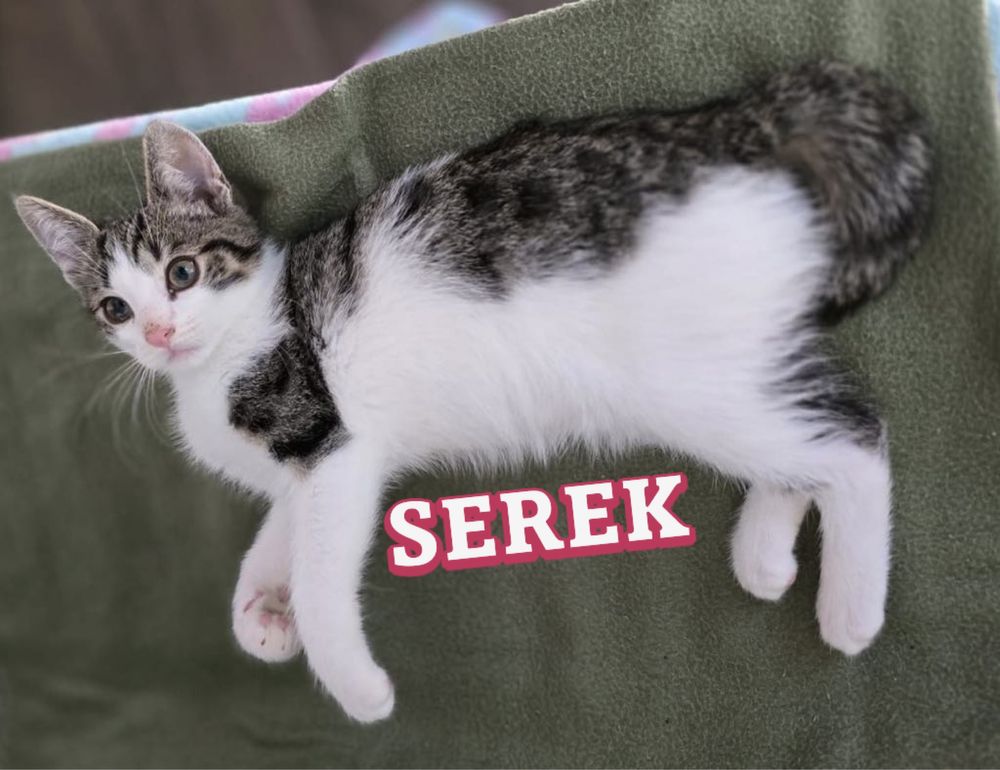 Kotki do adopcji