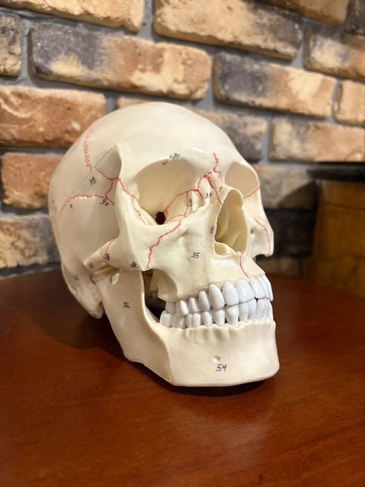 Czaszka ludzka naturalnych rozmiarów