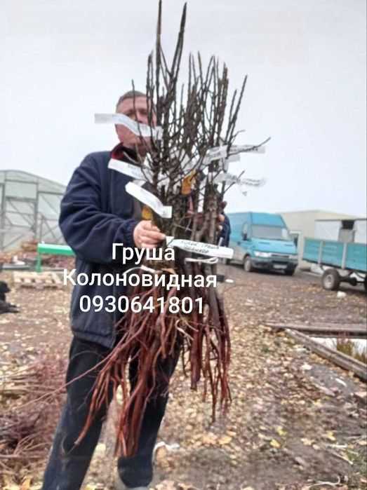 Колоновидные и Карликовые Фруктовые Деревья. Питомник Барабой