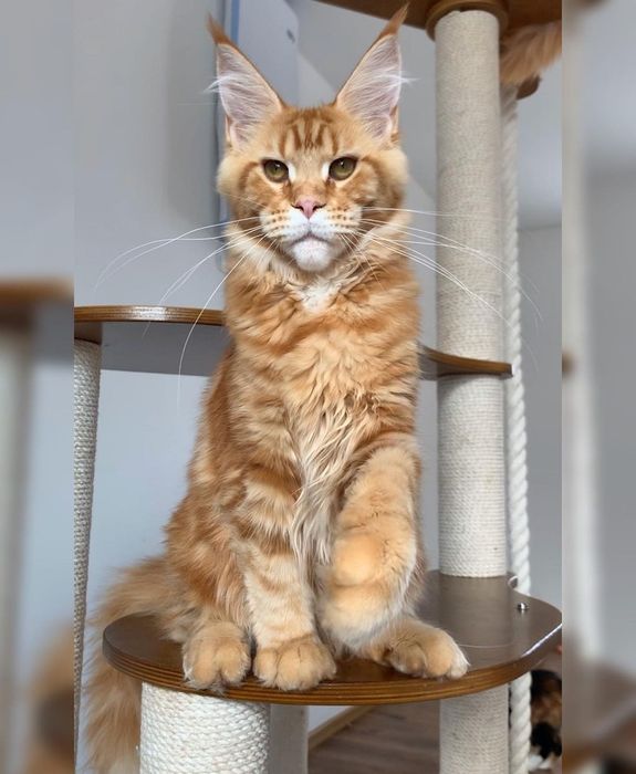 Детки мейн-кун, есть мальчики и девочки