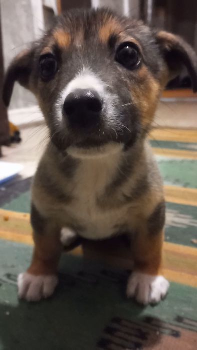 Щенок бесплатно в добрые руки