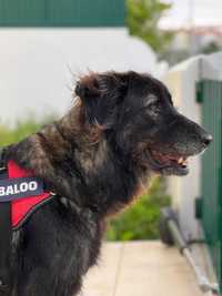 New home for Serra da Estrela Dog (Short Hair, pêlo curto)
