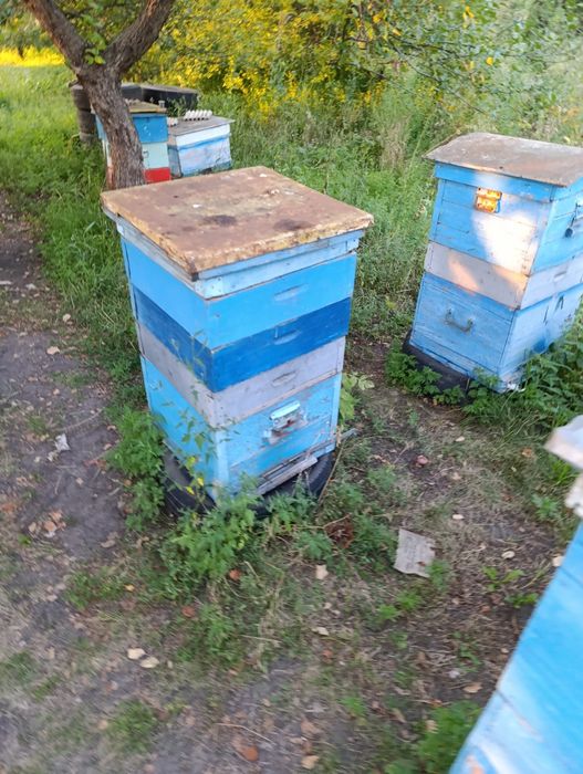 Продам улья 12ти и 10ти рамочные
