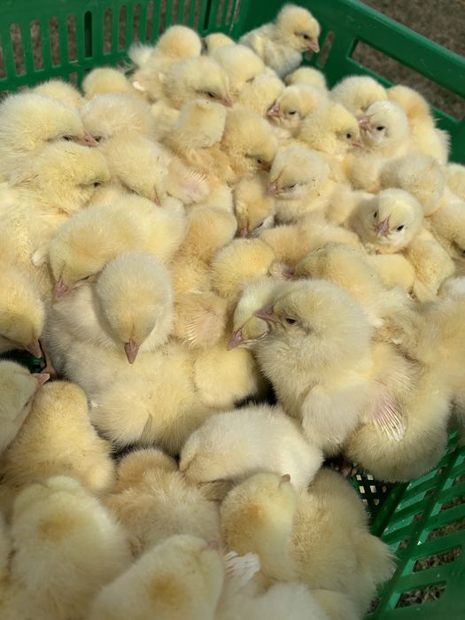 Бройлер кобб 500