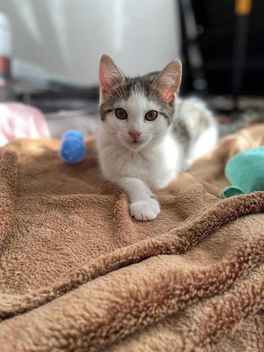 Mała Marcelina czeka na domek