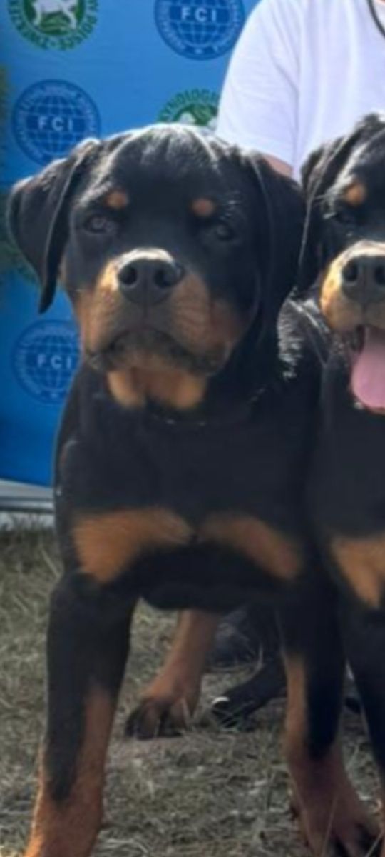 Rottweiler 4 miesiące pies FCI