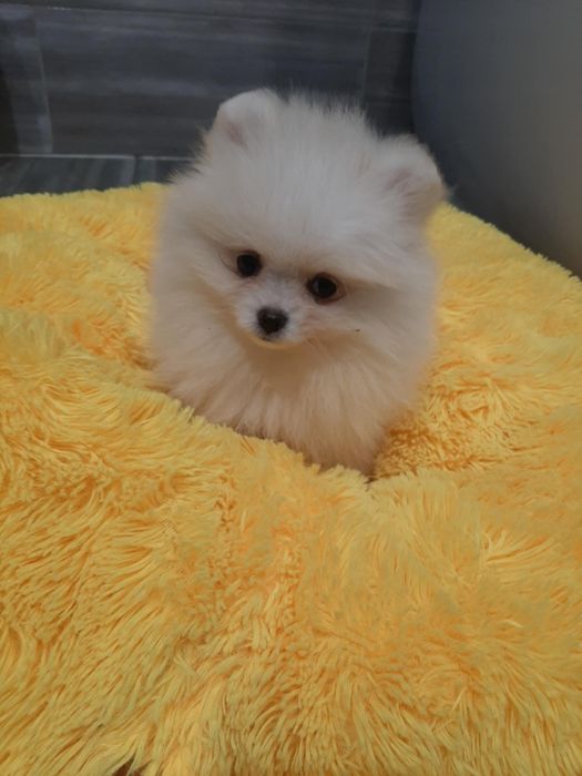 Szpic miniaturowy pomeranian chlopak