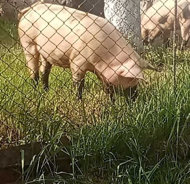 Продам свині на м'ясо