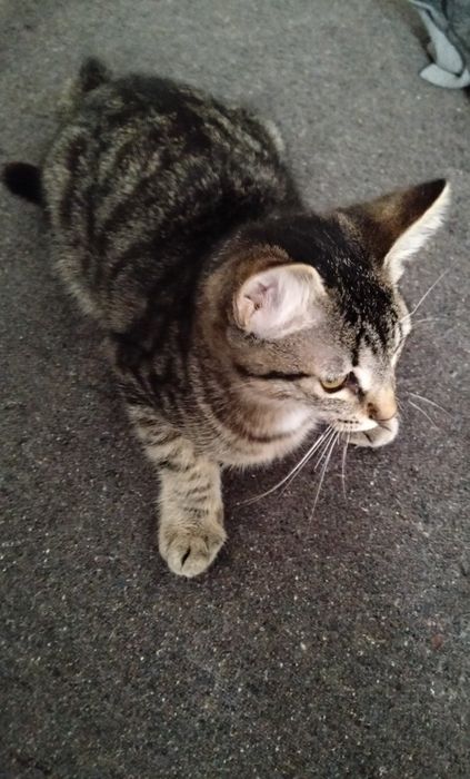 Gata com 4 meses para adoção