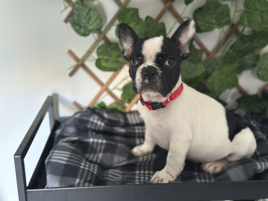Buldogue Francês Blue pied