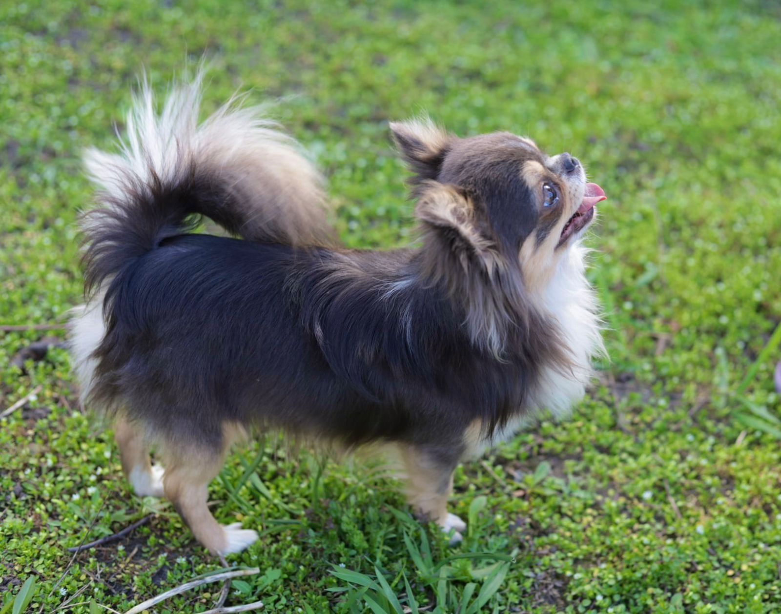 Chihuahua 2.5 letni chłopak