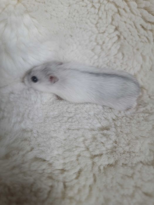 Chomik dżungarski campbell chomiczek