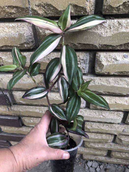 Кімнатні рослини, недорого.