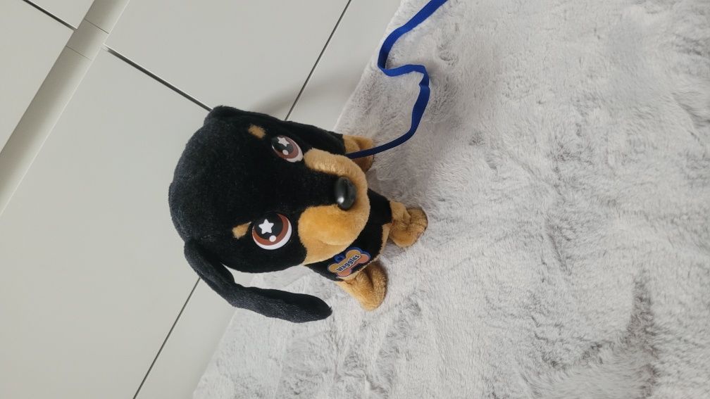 Piesek dog jamnik waggles