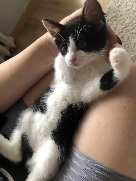 Słodziak Stasio poleca się do adopcji!