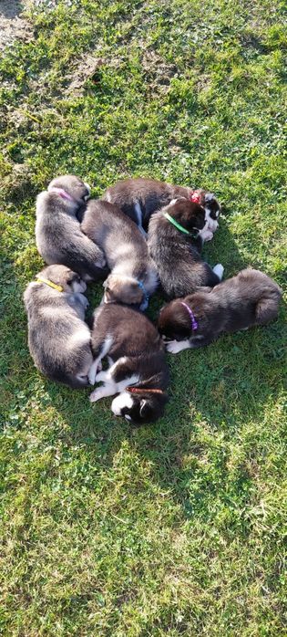 Sprzedam suczke Alaskan Malamute