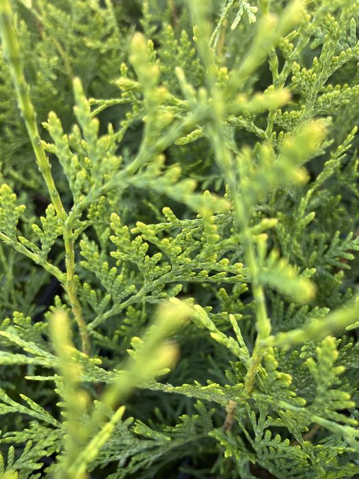 Туя брабант 30-40см