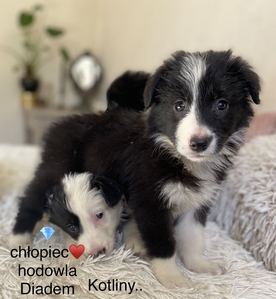 Border collie piesek z rodowodem gotowy do odbioru