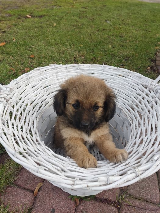 Oddam pieski w dobre ręce