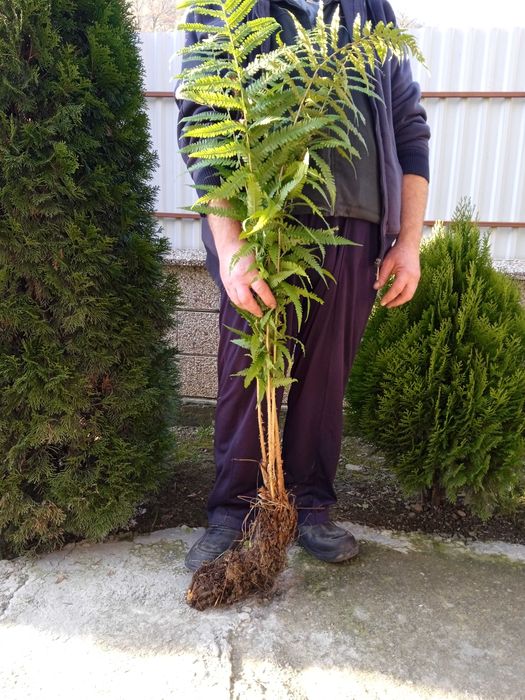 Волжанка (Астильба)Лапчатка(Калган,Перстач)