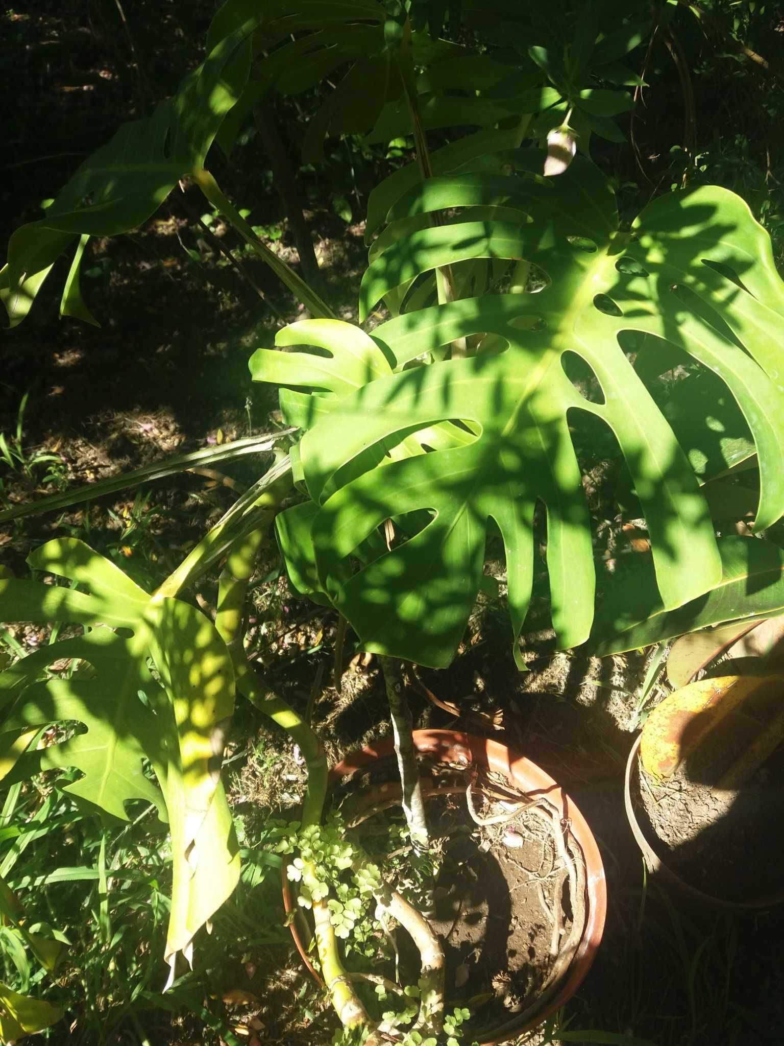 Planta Costela de Adão