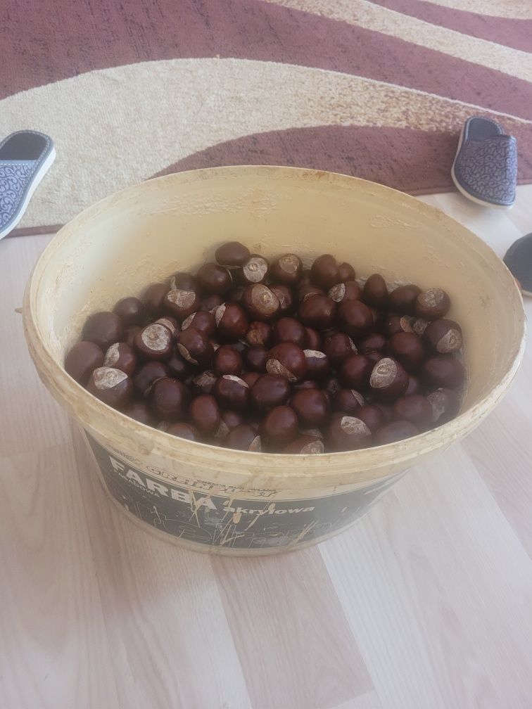 Kasztany  sprzedam