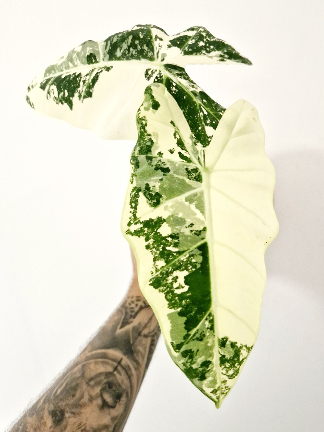 Alocasia Frydek variegata