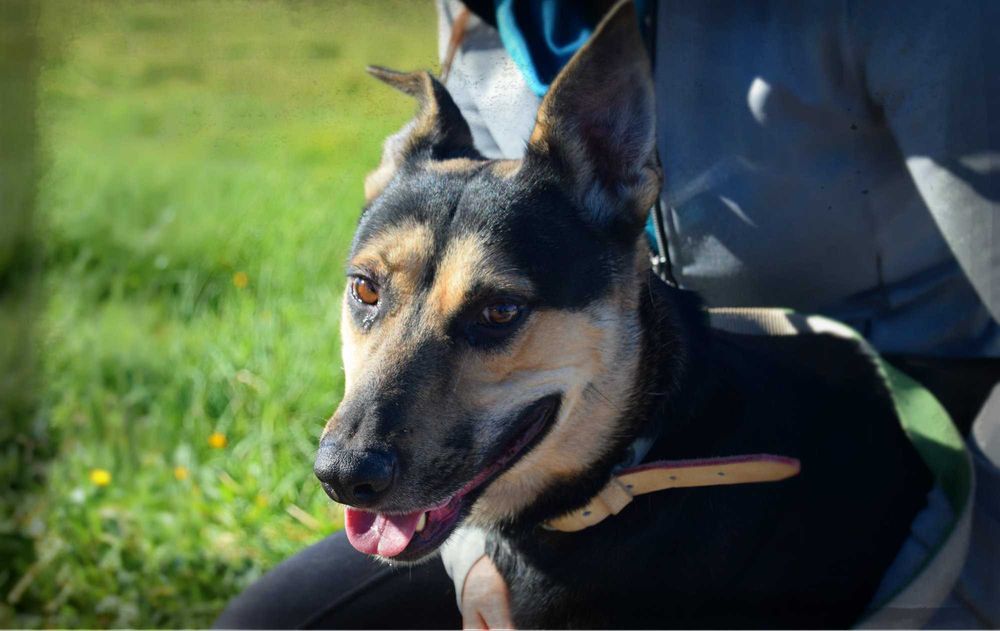 Sasha - Cadela média para adoção