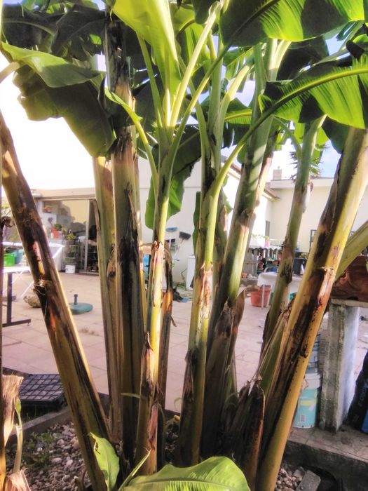 Bananeiras envazadas-enraizadas (pode replantar em qualquer época)