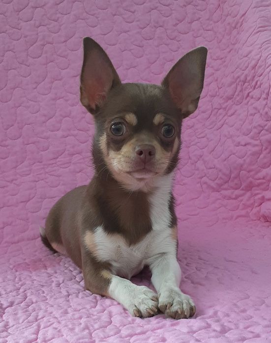 Грайлива дівчинка чихуахуа