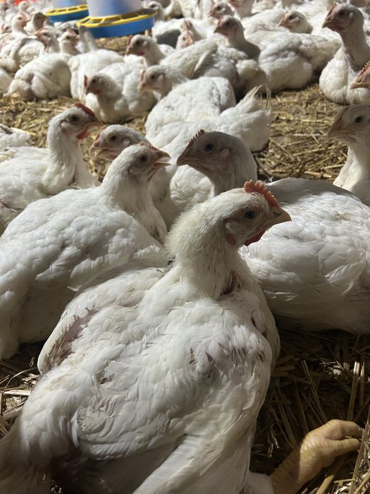 Тушка домашнього бройлера