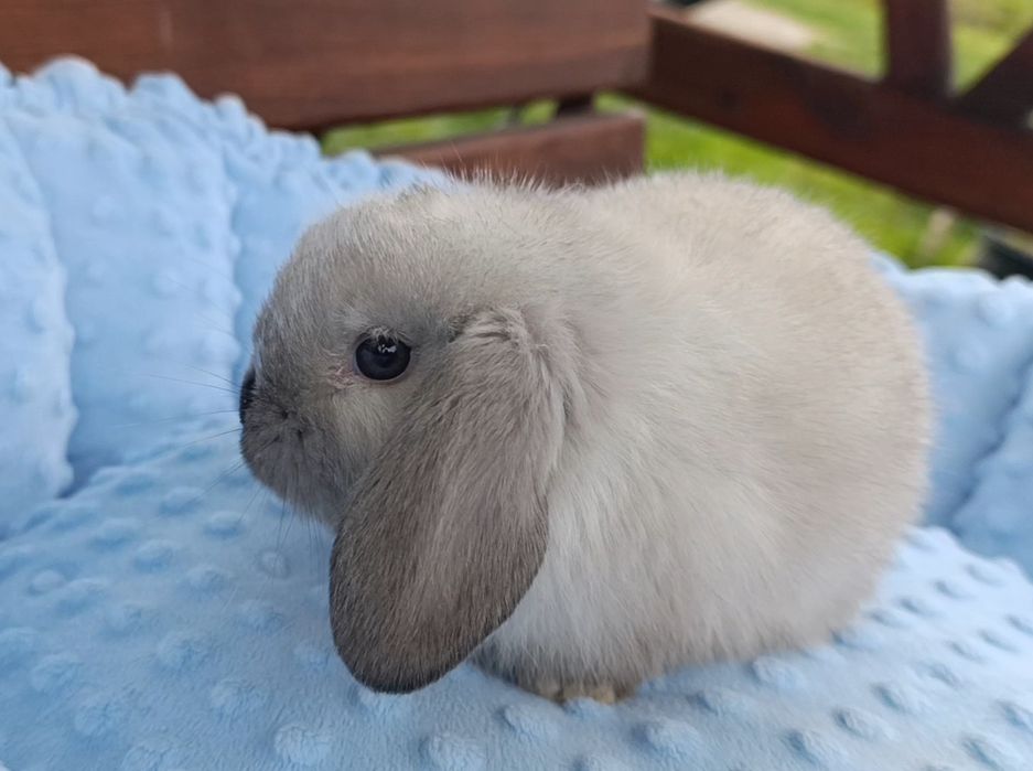 Декоративний міні, вісловухий кролик, mini lop