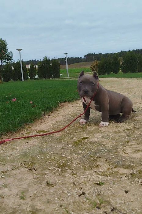 American Bully Fêmea Qualidade Topo