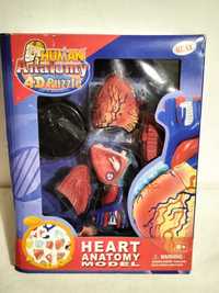 Puzzle 4 D Figurka / Model Budowa serca
