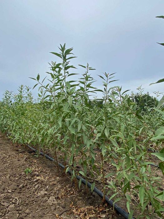 Подвой миндаля горького