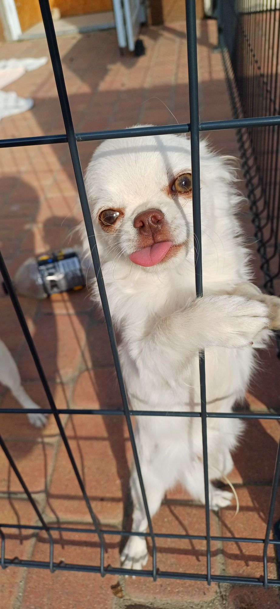 Chłopiec chihuahua FCI