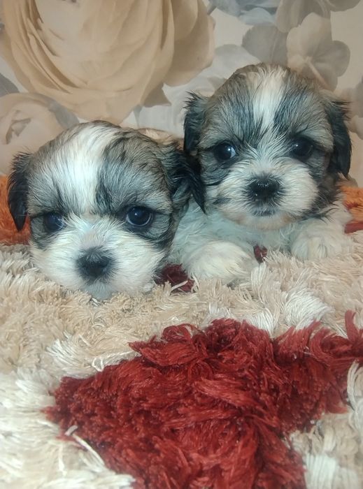 Sprzedam suczkę Shih TZU