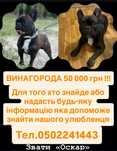 ЗАГУБИЛАСЯ СОБАКА  породи французький бульдог!!!
