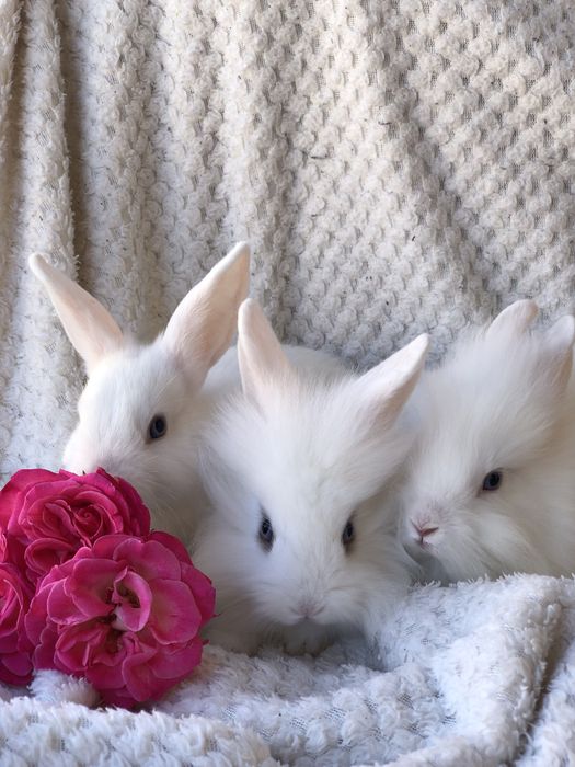 Декортивные кролики Одесса