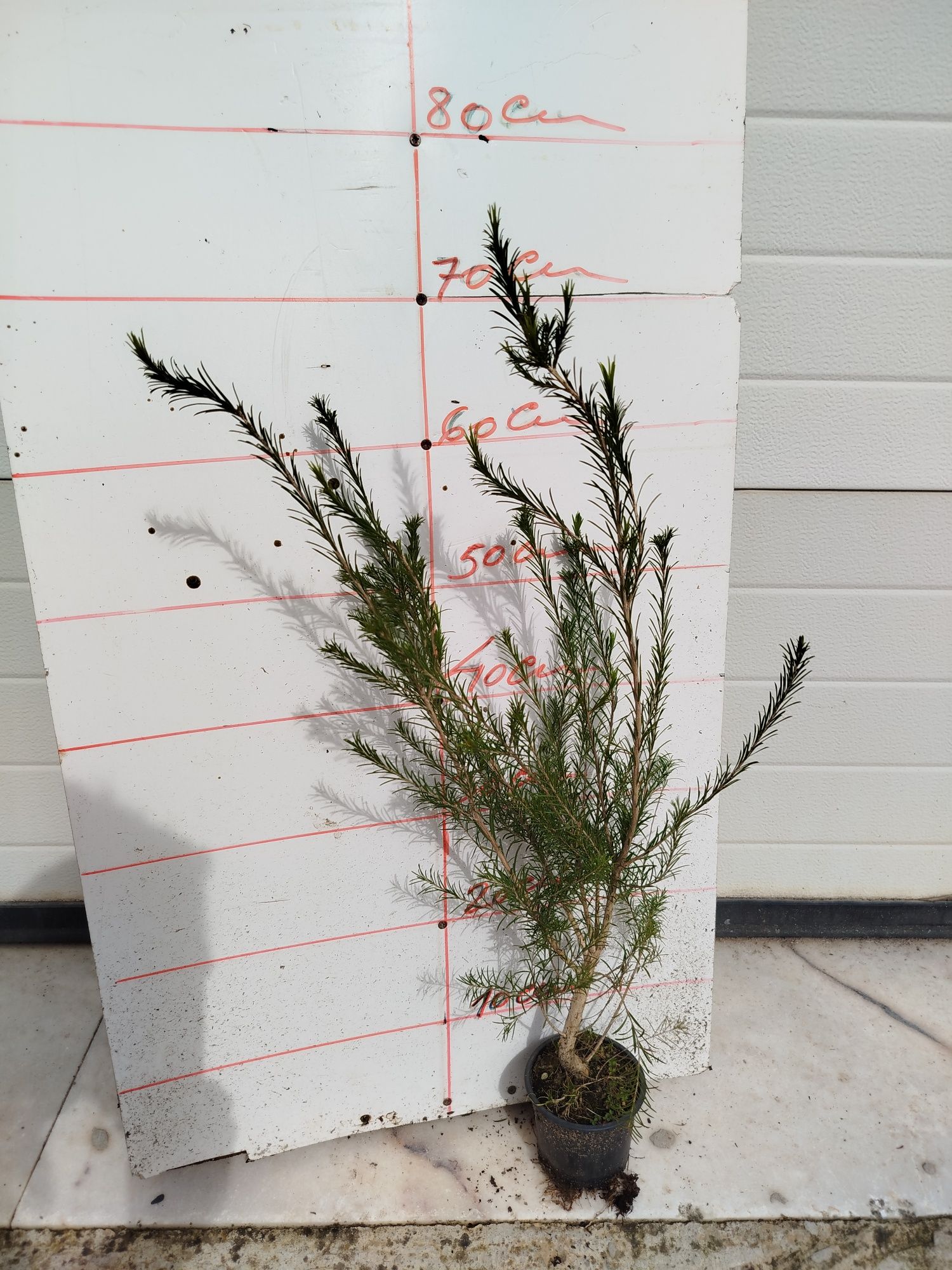 Plantas para sebes