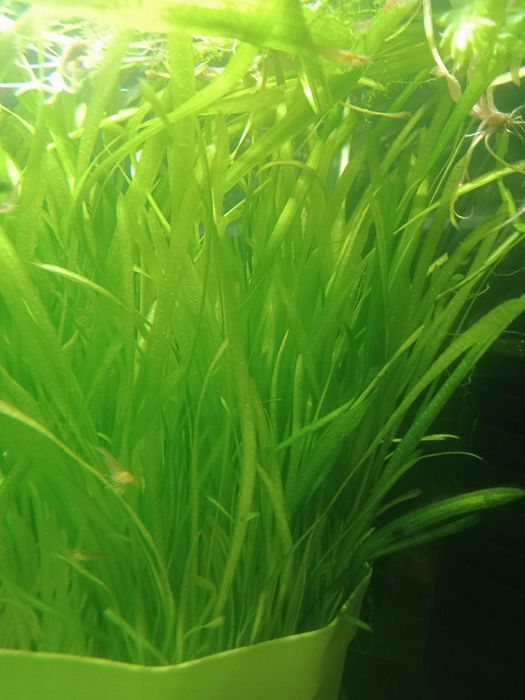 Trawka akwariowa vollisneria