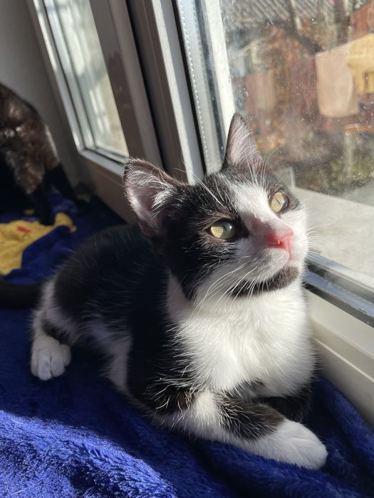 Кіт, кошеня, кошенятко, в пошуках свмʼї