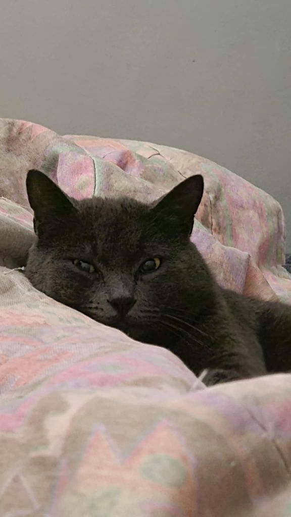 Rodolfo- gatinho cinza para adoção responsável