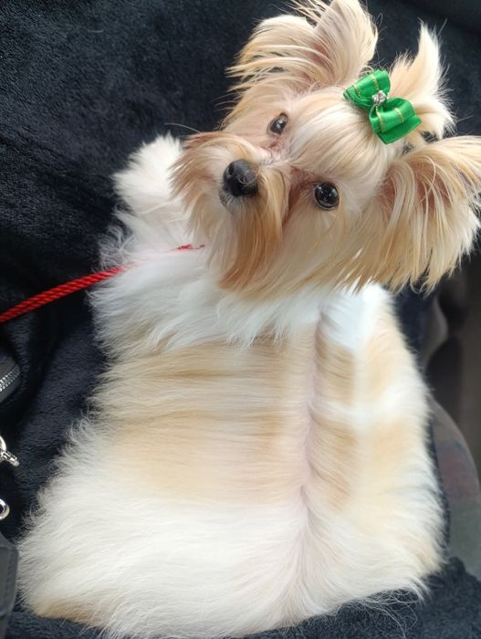 Malutki chłopczyk Golddust Yorkshire terrier