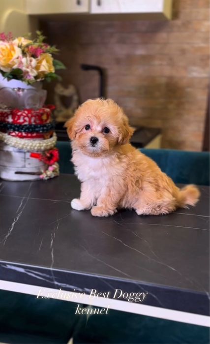 ELIT SUPER VIP mini щенки МАЛЬТИПУ ф1 с baby face тедди ти кап