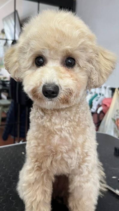 Стрижка собак так котиків,грумінг, район Виставка